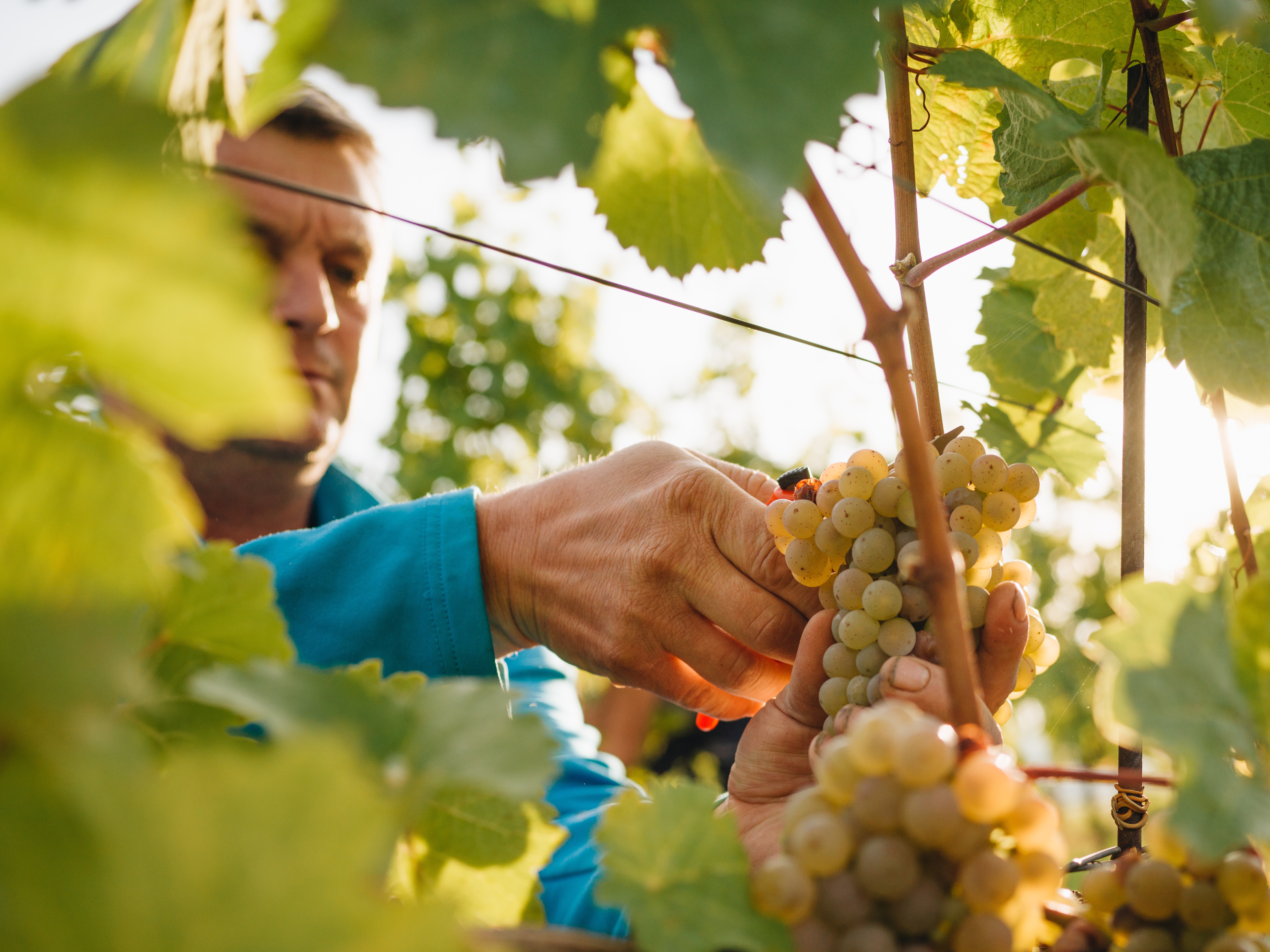 Hiedler Weingarten_by Julius Hirtzberger_5